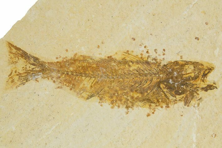 Bargain, Uncommon Fish Fossil (Mioplosus) - Wyoming #340833